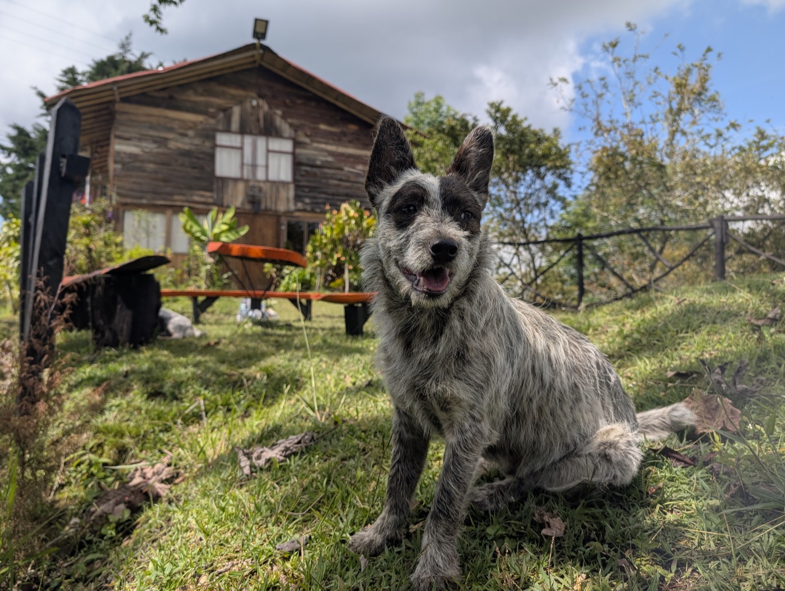 El perro de la finca frente a la cabaña